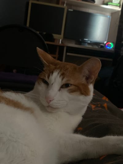 In this close-up, slightly angled shot, a ginger and white cat is the primary subject. The cat is lying down, with its head tilted and one paw raised in a relaxed, perhaps playful, pose. Its fur is predominantly white with distinct ginger markings on its head, ears, and along its body. The cat's expression is soft, with its eyes partially closed, suggesting contentment or sleepiness.
The background of the image is dimly lit and appears to be an indoor setting. To the left, a black monitor or screen is visible within a light-colored frame. Above and to the left of the screen, a small, hexagonal object with multicolored LED lights is illuminated, emitting red, green, and blue hues. Further in the background, hints of furniture and possibly a dark blanket with an orange pattern are discernible. The overall lighting suggests it might be nighttime or a dimly lit room.
The scene is domestic, likely a home environment. There are no people visible in the frame, and the focus is entirely on the cat and its immediate surroundings. The image does not contain any visible text. The hint about the location context, Sukhoy Ruchey, Russia, does not provide any specific visual cues within the image itself.