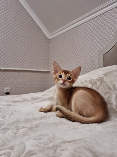 An Abyssinian kitten with copper-colored fur and large, dark eyes is lying on a plush, cream-colored blanket. The kitten is positioned on the right side of the frame, facing left, with its tail curled around its body. The blanket has a subtle textured pattern. In the background, a wall with patterned wallpaper in muted tones is visible, along with a white crown molding at the top of the wall. A white electrical outlet is mounted on the wall to the left of the kitten. The scene appears to be indoors, likely in a bedroom. There are no people present in the image. The location in the city of Dagestanskiye Ogni, Russia is not discernible from the image.