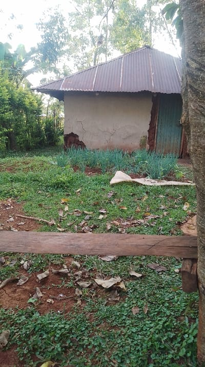 This image depicts a rural or semi-rural outdoor scene in Kisa Central ward, Kenya. The primary subject is a small, single-story rectangular building positioned centrally in the midground. Its walls are a light beige or off-white, constructed from what appears to be mud or rough plaster, with visible cracks and areas where reddish-brown material is exposed. The roof is made of weathered, rusted corrugated iron. A green-painted wooden door is situated on the right side of the building's visible facade.
In the foreground, a rough-hewn horizontal wooden beam or fence rail extends across the lower portion of the frame, partially obscuring the ground. To the right of this beam, a portion of a thick tree trunk with textured bark is visible. The ground immediately in front of the building and behind the wooden beam consists of reddish-brown soil mixed with patches of green ground cover and scattered dry, brown leaves. Directly in front of the building, a cultivated patch of tall, thin-leaved green plants, possibly spring onions or similar vegetables, grows in a neat row. To the right of this cultivated patch, a crumpled, light-colored plastic sheet or bag rests on the grass.
The background features dense green foliage from various trees and shrubs, indicating a vegetated environment. The sky is bright and appears overcast or filtered by leaves, suggesting daylight conditions. No people or animals are visible, and no specific actions or interactions are depicted.
