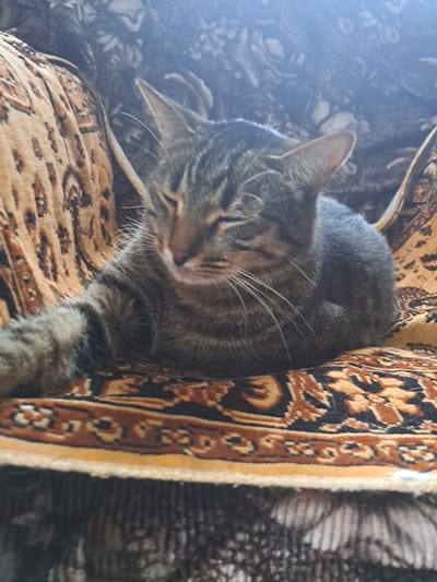 A tabby cat with closed eyes rests on a patterned rug. The cat's fur is striped in shades of gray, black, and brown. Its left front paw is extended forward, and its tail is curled around its body. The rug is predominantly orange and brown with a detailed black and red pattern. The background is blurred and appears to be a soft, textured surface. The image is taken from a slightly high angle, looking down at the cat. The overall lighting suggests an indoor setting, possibly a home.