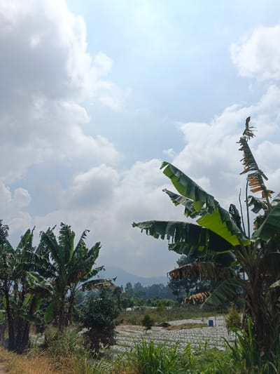 This image presents a vibrant, sunlit rural landscape, characteristic of a mountainous region like Kainantu, Papua New Guinea. The upper half of the frame is dominated by a bright, partly cloudy sky, with scattered white and light grey cumulus clouds against a pale blue backdrop. A strong light source, presumably the sun, is visible in the upper right quadrant, indicating mid-day.

In the foreground and mid-ground, lush green vegetation is abundant. Prominent are several banana trees; a cluster of them with broad, intact leaves stands on the left, while on the right, a large banana tree with distinctively torn and weathered leaves, alongside fresh green growth, occupies the immediate foreground. Other green plants, including tall grasses and shrubs, fill the lower portions of the frame. In the distance, a line of pine-like trees is visible.

Between the immediate vegetation and the background, agricultural fields stretch across the mid-ground. These fields show rows of cultivated crops, many covered with what appears to be a light-colored plastic mulch, a common farming practice. In the far background, hazy, undulating mountains or hills rise, creating a scenic backdrop.

No people or specific activities are depicted, portraying a serene and natural environment focused on agriculture and the landscape. The weather is clear and bright. There is no visible text in the image. The scene conveys the tranquility and natural beauty of a tropical highland farming area.