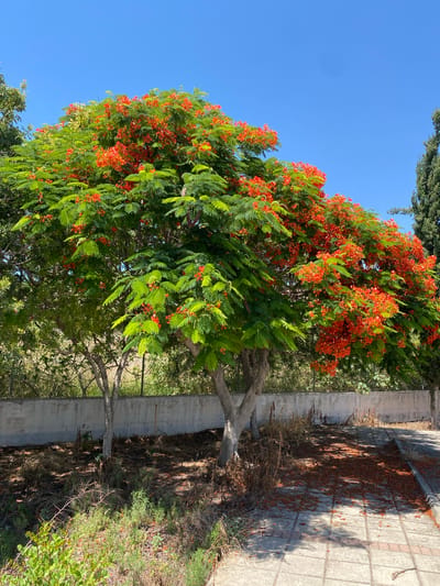 A vibrant, blooming tree with bright orange flowers and lush green foliage dominates the frame, set against a clear, azure sky. The tree, likely a flamboyant tree, is in full bloom, creating a spectacular display of color. Its branches, some gnarled and mature, reach upwards and outwards, some appearing to lean over a concrete barrier. To the right of the tree, a paved walkway, made of square tiles, is visible. This walkway is partially covered in fallen orange petals, a testament to the tree's abundant flowering. The ground alongside the walkway is dry and arid, with sparse vegetation and fallen leaves. The scene suggests a warm, sunny day, likely during the flowering season of the tree. The overall impression is one of natural beauty and abundance.