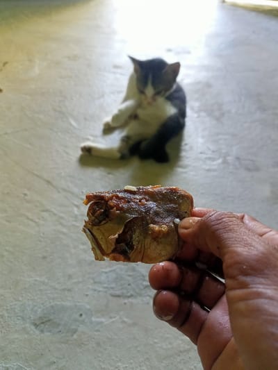In Gampong Teungoh, Indonesia, a close-up shot focuses on a person's hand holding a piece of cooked fish. The fish appears to be a head or a thick section, with visible bones and browned, flaky flesh. A tiny white speck, possibly a grain of rice or seasoning, is present on the fish. In the blurred background, a black and white kitten is sitting down, facing away from the camera. The kitten has its eyes closed, suggesting it might be resting or in the process of grooming. The scene unfolds on a light-colored, textured floor.