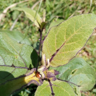 A close-up shot reveals a green, furry plant with purple accents. A ladybug is visible near the center of the plant. The background suggests a grassy outdoor environment. The location is Ihururu, Kenya.
