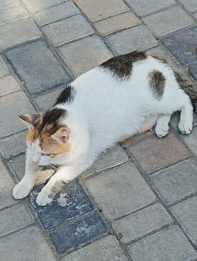 A calico cat is depicted lying prone on a paved surface in Maiaky, Ukraine. The cat exhibits a white base coat with irregular patches of dark brown/black and orange/tan fur. Dark brown patches are present on its back and the top of its head, while orange/tan markings are concentrated on its face, particularly around the eyes and ears. The cat's head is lowered and turned slightly to the viewer's right, with its front paws extended forward. A visible nipple on its abdomen indicates it is a female, likely lactating or having recently given birth. The ground beneath the cat is constructed from interlocking rectangular and square pavers, varying in color from light grey to dark grey, with some possessing faint reddish or blue undertones. Dirt and debris are visible within the grout lines between the pavers. The scene is illuminated by natural daylight.