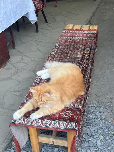 An orange cat with white paws is lying stretched out on a wooden bench covered with a red and white patterned rug. The bench is positioned on a paved area with stone tiles, next to a gravel path. In the background, a white tablecloth covers a table. The scene appears to be outdoors, possibly in a courtyard or garden.