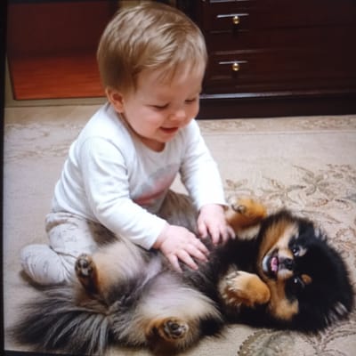 This media file shows a baby and a dog interacting on a patterned rug in a room. The baby, with blond hair and fair skin, is wearing a white long-sleeved shirt and light-colored pants with a subtle pattern. The baby is on its hands and knees, reaching out towards the dog. The dog is a small Pomeranian with black and tan fur. It is lying on its back, looking up at the baby with its mouth open and tongue out, appearing playful and happy. The dog's paws are in the air, and its tail is fluffy.
The setting appears to be indoors, with a dark wooden dresser visible in the background. The lighting suggests it is daytime. The overall mood is one of joy and companionship between the child and the pet. There is no visible text in the media file. The location context provided is Чехов-2, Russia.