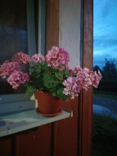 A potted plant with pink flowers sits on a windowsill. The window appears to be part of a building, with wooden trim and a dark reddish-brown exterior wall visible. Outside the window, a dark blue sky with clouds can be seen, suggesting it is dusk or twilight. Trees and grass are visible in the background, indicating a natural or semi-natural environment. The scene is set in the city of Litynia, Ukraine. The image does not depict any people or animals.