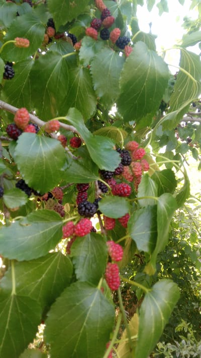 In the city of Buzke, Ukraine, a close-up shot captures a mulberry tree laden with ripe and unripe fruit. The mulberries are a mix of deep black, dark red, and light pink hues, clustered together on branches amidst lush green leaves. The foliage is dense, with some leaves showing signs of natural wear. Sunlight filters through the leaves, creating a dappled lighting effect. The overall scene is one of natural abundance, with the focus squarely on the fruit and foliage of the mulberry tree.