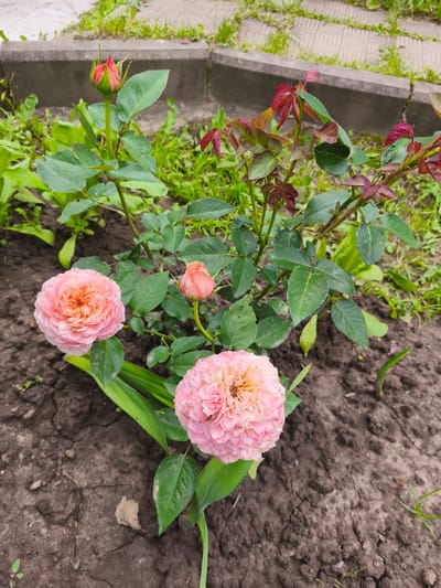 A medium shot captures a rose bush in Dolzhikovo, Russia, with two fully bloomed pink roses and several buds. The roses are in the foreground, with one on the left and another on the right. The rose on the left is a lighter pink with a yellow center, while the rose on the right is a slightly darker pink. Several green leaves surround the roses, and a bud is visible at the top left of the frame. The rose bush is planted in dark soil, with cracks indicating dry conditions. In the background, a gray concrete curb separates the garden from a paved area with a light-colored stone pattern and patches of green grass. The overall scene depicts a garden setting in a Russian city.