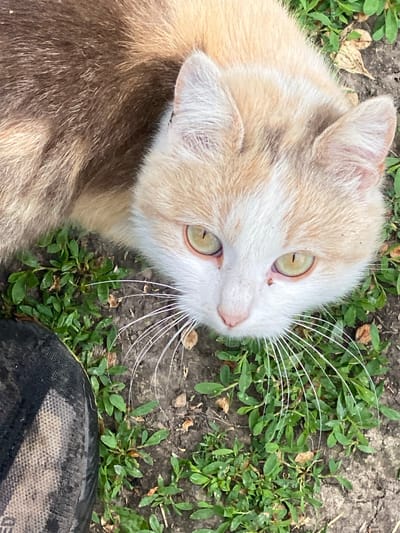 A cat lies on dirt and grass, near a person's foot. The cat is light beige and white, with green-yellow eyes and long white whiskers. The fur on its back appears darker than the rest of its body. The cat is looking up and to the left. The ground is a mix of dirt and small green plants. A portion of a shoe or boot, black with a light-colored pattern, is visible in the lower right corner. The location and city cannot be independently confirmed within the image.