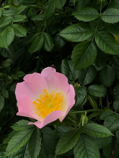 A pink and yellow flower is surrounded by dark green leaves. The flower has five petals, and the yellow center is composed of many small, fuzzy structures. The leaves are arranged in clusters of five or seven and have serrated edges. The image may have been taken in a garden or park within Bassetlaw, United Kingdom.