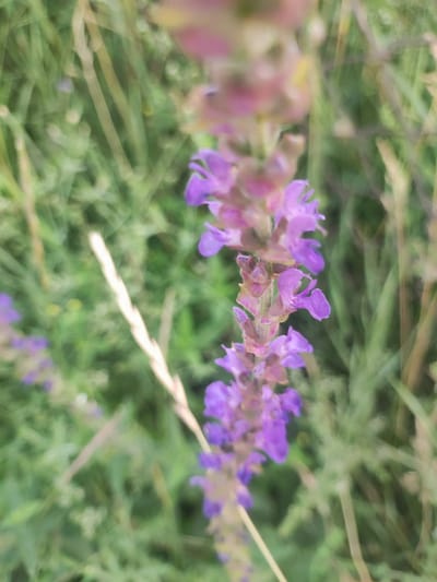 In Lusakert, Armenia, a close-up, shallow depth of field shot captures a stalk of purple flowers in a natural, outdoor setting. The flowers are a vibrant purple, with delicate petals that appear to be layered. The stalk is tall and slender, with smaller blossoms clustered around it. The background is a blur of green foliage, with hints of dry grass stalks interspersed. The overall impression is one of natural beauty and tranquility, with the focus sharply on the intricate details of the flowers. The image does not contain any people or animals, and the scene appears to be unpopulated and untouched by human activity.