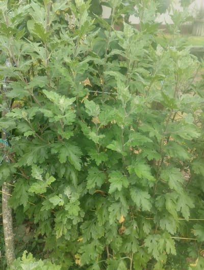 The image depicts a dense bush of green leafy plants, likely chrysanthemums, in an outdoor setting. The bush is thick and bushy, with many stems and leaves. Some of the leaves appear to be slightly faded or yellowed, suggesting the plant is past its prime or experiencing some stress. In the background, hints of a fence, a wooden post, and some blurred foliage suggest a garden or natural area. There are no people or animals visible in the image, nor are there any specific objects that stand out. The overall impression is a close-up view of healthy, albeit slightly aging, plant life in a rural or suburban environment. The location of Bandza, Georgia, is not explicitly visible in the image itself, but it serves as context for the natural flora depicted.