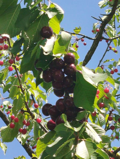 A close-up shot captures a branch laden with ripe cherries, set against a clear blue sky. The cherries, a deep red to dark purple hue, hang in clusters, some partially obscured by lush green leaves. Sunlight illuminates the scene, highlighting the glossy texture of the fruit and the veins of the leaves. The branch itself is rough and dark, a typical cherry tree branch. The image appears to be taken from a low angle, looking up at the fruit-laden branch. The location is Eibelstadt, Germany.