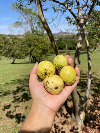 The image displays an open human hand holding four guavas in an outdoor, sunny environment in Pirenópolis, Brazil. The hand, appearing in the lower central frame with a light to medium skin tone, cradles four round to oval guavas. These guavas are light green to yellow-green and exhibit scattered small, dark, circular blemishes on their skin.
The background presents a natural landscape under a clear blue sky. A tree trunk and branches are visible on the right, partially out of focus. The ground is covered by bright green grass, with distinct shadows of foliage cast upon it on the left. In the mid-ground, a cluster of green trees and a small, dark body of water are discernible. The horizon features soft, rolling hills or mountains, all illuminated by bright natural sunlight.