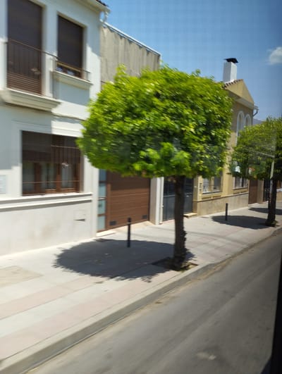 The image shows a street view in Cabra, Spain, characterized by a row of houses and trees lining a sidewalk. On the left, a white two-story building with dark brown shutters on the windows is visible. Adjacent to it, a building with a yellow facade features arched windows and a white chimney. A large, leafy green tree with a thick trunk dominates the foreground, casting a shadow on the paved sidewalk. The sidewalk itself is a mix of light gray and pinkish-beige tiles. A dark asphalt road runs alongside the sidewalk. Several other trees and parts of buildings are visible further down the street, suggesting a residential or commercial area. The sky is clear and blue. The image appears to have been taken from a moving vehicle, as evidenced by the motion blur in the trees and other elements.