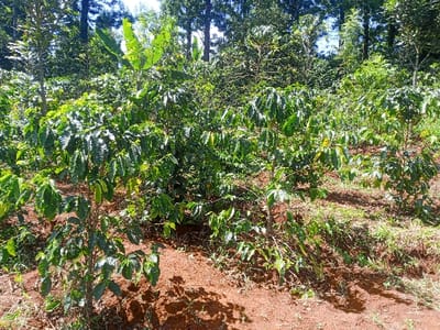 The image displays an agricultural field located in Kiangochi, Kenya, under bright daylight. The scene is dominated by numerous coffee plants, characterized by their dark green, broad leaves, some exhibiting yellowed sections. These plants are cultivated in reddish-brown soil, with sparse patches of dry grass and weeds visible between them. Distinct shadows from the foliage are cast upon the ground, indicating direct overhead sunlight. In the mid-to-background, further coffee plants are visible, intermingled with taller trees. A banana plant with large, light-green leaves is identifiable towards the upper-left quadrant. The distant background shows a dense canopy of assorted trees. No human figures or animals are present within the captured scene.