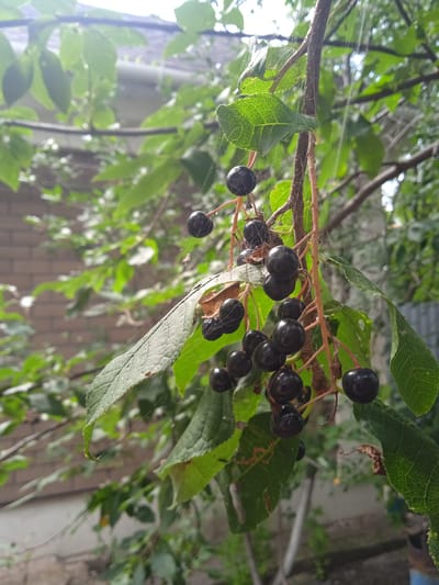 A close-up, eye-level shot focuses on a branch of dark, ripe berries, possibly chokecherries, hanging amidst green leaves. The berries are round and shiny, with some appearing slightly wrinkled. Thin strands of spiderweb are visible, clinging to the branch and leaves, and a few tiny spiders are also present. The background is blurred, showing foliage, a brick wall, and a portion of a white structure, possibly a building. The lighting suggests it is daytime, with sunlight filtering through the leaves, creating bright highlights and dappled shadows. The scene appears to be in a natural or semi-natural outdoor setting, potentially a garden or park in Тайсуганово, Russia.