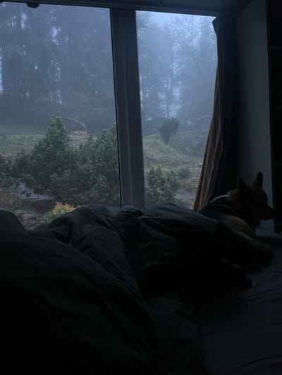 A dog stands by a window, facing away from the viewer. The dog appears to be partially covered by bedding. Outside, a landscape of trees and dense foliage is visible through the window, obscured by a heavy fog. The overall lighting in the room is dim, casting the dog and bedding in shadow. The window has a dark curtain partially drawn to the side.