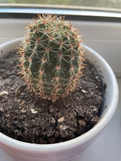 The media file shows a close-up, top-down view of a small, green cactus planted in a white ceramic pot. The cactus has numerous sharp, light-colored spines with reddish tips. The soil in the pot is dark and appears dry, with some lighter-colored mineral deposits visible on the surface. The pot is placed on a windowsill, indicated by the presence of a vertical white frame or divider to the left of the pot and a blurred background that suggests an indoor environment with natural light. The lighting suggests it is daytime, possibly morning or afternoon, with soft natural light illuminating the scene. There are no people or animals present in the image. The overall impression is that of a simple, still-life composition focusing on the texture and details of the cactus and its planting.