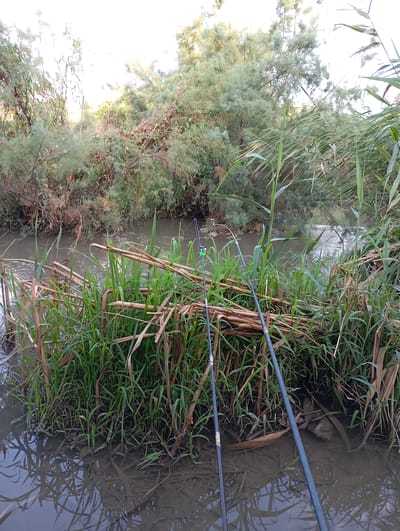 Two fishing rods are propped up on the bank of a murky river, surrounded by tall green reeds and dry, brown stalks. In the background, dense green foliage and trees line the opposite bank, their branches reaching towards a bright, overcast sky. The water reflects the surrounding vegetation and the overcast sky, creating a dappled pattern on its surface. The scene appears to be located in a natural, overgrown area, likely a riverbank or marsh. The city of Mirzo Ulugbek, Uzbekistan, is not depicted or suggested by the visual elements present in the image.
