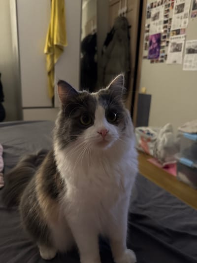 The image shows a calico cat with white, gray, and orange fur sitting on a dark gray bed. The cat is looking directly at the camera with wide, green eyes. Its fur is long and fluffy, and it has a long, bushy tail. The background is blurred, but it appears to be a bedroom with a closet and a wall decorated with pictures. The lighting is dim, creating a cozy atmosphere.