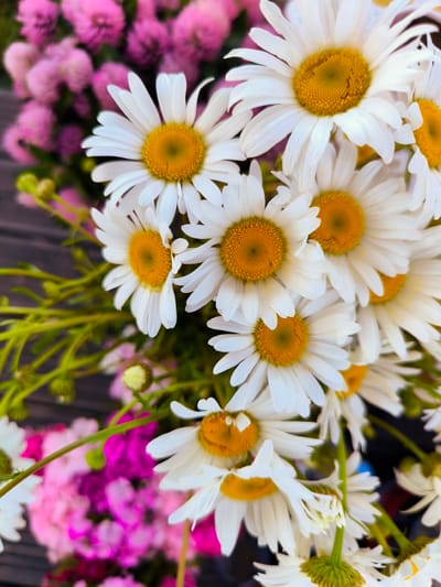 A close-up, top-down view captures a bouquet of daisies with bright yellow centers and white petals. In the background, out of focus, are vibrant pink and magenta flowers, possibly hydrangeas or dahlias. The bouquet rests on a dark, wooden surface, likely a table or deck. The scene is set outdoors, as suggested by the natural lighting and wooden texture. There are no people or animals visible in the image, nor any discernible elements that would specifically place the scene in Dzērumi, Latvia. The focus is entirely on the floral arrangement, with a shallow depth of field blurring the background and foreground elements.