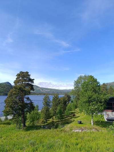 This is a landscape photograph taken from a slightly elevated position, looking out over a body of water towards a distant treeline and mountains. The foreground is dominated by a vibrant green meadow filled with tall, feathery grass. To the left, a large, mature evergreen tree with a thick trunk stands prominently, its branches reaching upwards. Several other smaller evergreen and deciduous trees are scattered across the middle ground.

The water, a deep blue, stretches across the mid-section of the image. In the distance, rolling hills covered in dark green trees rise up, with the lighter green slopes of what appear to be ski resorts visible on one of the larger mountains. The sky is a clear, bright blue with a few wispy white clouds.

To the right of the frame, a dark-colored building with a red trim and a wooden deck is partially visible. There are potted plants on the deck. A dark, rounded object, possibly a planter or a piece of garden equipment, sits in the grass near a small birch tree.

The scene suggests a bright, sunny day, likely in the late spring or summer due to the lush greenery. The overall mood is peaceful and serene, capturing the natural beauty of a lakeside or fjord setting. The location is identified as Hovden, Norway. There is no visible text in the image.