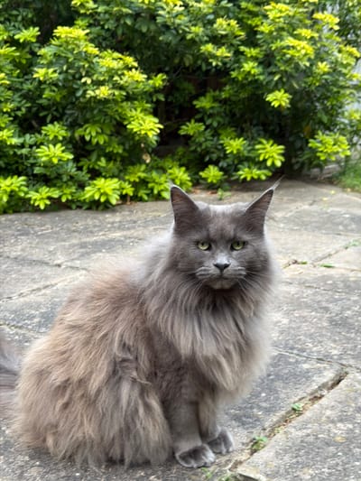 A grey Maine Coon cat with long fur and pointed ears sits on a paved surface in front of a dense green hedge. The cat is facing the camera with its bright green eyes looking forward. The paved surface is made of concrete slabs with some small weeds growing in the cracks between them. The hedge behind the cat is lush and leafy, with some brighter green new growth visible. The scene appears to be outdoors, possibly in a garden or a residential backyard. There are no people visible in the image.