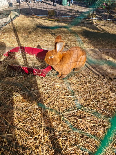 The image depicts a reddish-brown rabbit inside an enclosure at Foameix-Ornel, France. The enclosure is filled with straw and includes a red feeding dish. The pen is bounded by a mesh fence. The background is blurred, showing a hint of a park or outdoor area with other people.