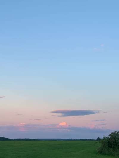 The image depicts a vast, open landscape under a twilight sky. A bright green, uncultivated field dominates the lower half of the frame, stretching to the horizon. A dense, dark line of trees forms a low-lying boundary at the edge of the field. Above, the sky transitions from a pale blue at the top to soft hues of pink and lavender near the horizon, indicative of sunset or sunrise. Scattered across the sky are wispy clouds, some tinged with pink. In the far right foreground, a dark green bush with red berries is visible. The scene is devoid of any human presence or activity. The location is Цімкавіцкі сельскі Савет, Belarus.