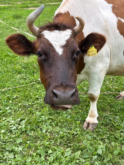 A close-up, eye-level shot captures a brown and white cow standing in a grassy field, facing the camera. The cow has a white blaze on its forehead, two small horns, and large brown ears. A yellow tag with black text, reading "RU1a5ba57a9 01-1-091," is attached to its right ear. The cow's mouth is slightly open, with its tongue visible. The background consists of green grass with scattered white flowers and a thin wire running horizontally across the frame. The lighting is natural, suggesting daylight. The image was taken in the city of Verkhne-Pozim', Russia.