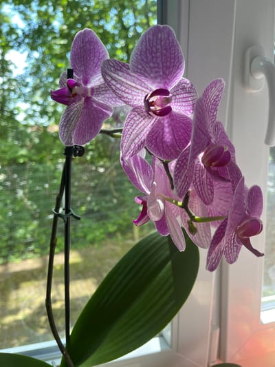 The image shows a close-up of a pink and white orchid plant with several blooms and a large green leaf. The orchid is placed in front of a window, with a white window frame and handle visible on the right side of the frame. Outside the window, a blurred green background suggests foliage and trees, indicative of an outdoor environment. The lighting suggests the sun is shining, casting highlights on the petals and creating bokeh effects in the background. The orchid is supported by a dark stake, secured with green clips. The scene is likely an indoor setting in Bayreuth, Germany, given the context of the prompt, possibly a residential window sill.