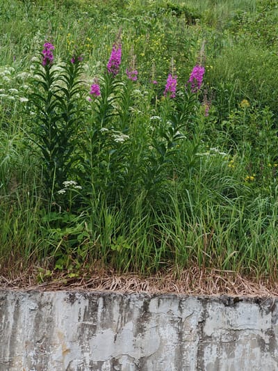 This media file depicts a close-up, eye-level view of a lush, overgrown area of vegetation with a weathered concrete wall in the foreground. The scene is dominated by tall green plants, including several prominent stalks topped with vibrant pink, cone-shaped flowers, likely fireweed. Interspersed among these are smaller white flowers and various other green foliage. The vegetation appears wild and untamed, with a sense of abundance and natural growth.
The concrete wall at the bottom of the frame is rough and textured, showing signs of age and deterioration. It has patches of peeling paint and staining, suggesting exposure to the elements. The wall acts as a clear boundary, separating the natural growth from whatever lies below.
The overall impression is one of a natural landscape thriving along an edge. The lighting appears to be natural daylight, casting a soft, even light without strong shadows, suggesting it might be daytime with possibly overcast conditions. There are no visible people or man-made objects other than the concrete wall, focusing the viewer's attention entirely on the plants and the wall. The setting appears to be an outdoor location in a natural or semi-natural environment, possibly a roadside embankment or a garden that has been allowed to grow wild, consistent with a location context of Росинка Кп, Russia. The image conveys a sense of natural beauty and resilience.