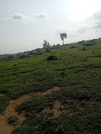The image depicts a grassy hillside with sparse vegetation. Several trees are visible on the slope, with one larger tree prominent in the mid-ground to the right. The sky above is partly cloudy, with the sun appearing to be behind the clouds, casting a bright haze. In the distance, on the left side of the image, there are some buildings and what appear to be communication towers, suggesting the presence of a settlement. The ground is a mix of soil and dense, low-lying green plants, with some scattered rocks or mounds of earth. The overall scene suggests an outdoor, rural or semi-rural environment.