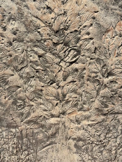 The image shows a close-up of a textured surface, likely concrete or stone, featuring imprints of leaves. The leaves are arranged densely, creating a patterned effect. The color palette consists primarily of beige and grey tones, with darker accents highlighting the leaf veins and edges. The texture is rough and worn, suggesting age and exposure to the elements. The image is purportedly from Tarquinia, Italy.