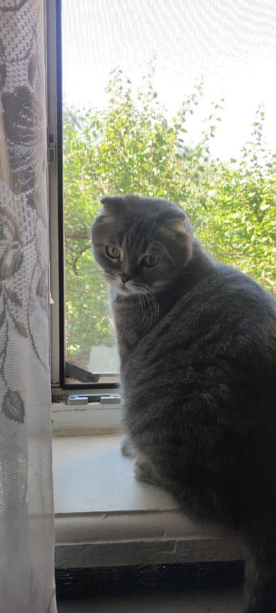 A grey Scottish Fold cat sits on a windowsill, looking slightly to the left. The cat has folded ears and green eyes. A sheer curtain with a floral pattern hangs to the left of the window. Outside the window, lush green trees are visible. The window has a screen. The windowsill is painted white and shows signs of wear. The overall scene suggests a domestic setting. The location is identified as Donets, Ukraine, although the image itself does not provide explicit visual clues to confirm this specific location.