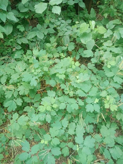 The image shows a dense undergrowth of green plants, primarily characterized by broad, lobed leaves, in a natural setting. Some dried plant stalks and leaf litter are visible amongst the foliage. The lighting suggests an outdoor environment, possibly a forest floor or overgrown area, with dappled light filtering through the canopy. The scene is devoid of any human presence or discernible structures. The location is Vlasivka, Ukraine.