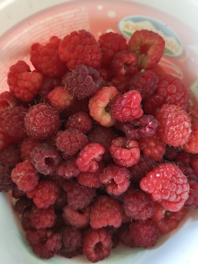 A close-up, top-down, medium shot captures a plastic container filled with ripe raspberries. The container appears to be made of pink plastic, with a subtle pattern visible on the rim. The raspberries are predominantly a deep red color, with some lighter pink and purplish hues mixed in, indicating varying degrees of ripeness. Tiny white hairs are visible on the surface of many of the berries. The overall impression is one of abundance and freshness, with the berries tightly packed together. The image lacks any specific geographical markers that would indicate its location in Pletena, Bulgaria.