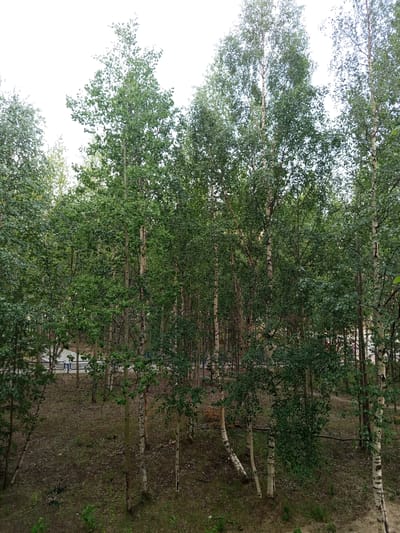 This media file captures a densely wooded area, likely a park or a natural woodland, in Noyabrsk, Russia. The scene is dominated by numerous birch trees, recognizable by their characteristic white bark with black markings, interspersed with other deciduous trees displaying lush green foliage. The trees are tall and closely packed, creating a sense of depth and a somewhat enclosed environment.
The ground beneath the trees is covered with a thick layer of fallen leaves and some patches of grass and bare earth, suggesting an autumn or late summer setting. A pathway, possibly a walking trail, is visible in the background, with a glimpse of a blue railing, hinting at a maintained public space. In the distance, there are a few faint figures of people walking along the path, suggesting this is a place visited by locals.
The lighting suggests it is daytime, likely late afternoon or early evening, as the light appears soft and diffused, and the sky is overcast or hazy. There are no strong shadows, indicating a lack of direct sunlight. The overall atmosphere is serene and natural, with a hint of human presence in the form of the pathway and the distant figures. No discernible text is visible in the image. The scene evokes a sense of quiet nature within a populated area.