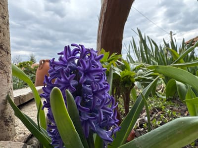 The image depicts an outdoor garden scene in Baiachevo, Bulgaria, under an overcast sky. In the foreground, a vibrant purple hyacinth flower, characterized by its dense cluster of florets and prominent green leaves, is centrally positioned. To the left, a weathered vertical structure, possibly stone or concrete, partially frames the scene, with horizontal wooden planks visible at its base. To the right of the hyacinth, an arched brown wooden structure or tree trunk is present. The mid-ground features various green foliage, including strap-like leaves from other plants and smaller ground cover. In the background on the left, a terracotta pot with handles rests on a surface, with glimpses of distant buildings and bare tree branches beyond. On the right background, a utility pole and overhead lines are visible against the cloudy, gray and white sky. No individuals are present, and no actions or interactions are observed.