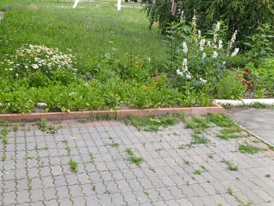 The image captures an outdoor scene at ground level, with a paved area in the foreground and a garden bed behind it. The paved area is composed of gray interlocking stones with several small green weeds growing between them. The garden bed, bordered by a reddish-brown brick retaining wall, is filled with lush green plants, including leafy vegetables and several clusters of small white and orange flowers. In the background, a large expanse of green grass is visible, interspersed with small wildflowers. Further back, a dense green tree canopy forms the backdrop. The lighting suggests an overcast day. There are no people or animals visible in the frame. The scene appears to be a residential or public garden area in the Zhdhanov rural district of Kazakhstan.