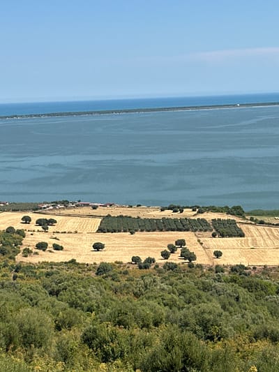 The image depicts an aerial view of a rural landscape in Cagnano Varano, Italy, featuring agricultural fields, vegetation, and a body of water. In the foreground, a dense expanse of green trees and shrubs covers the lower portion of the frame. Beyond this lush vegetation, cultivated fields stretch towards the horizon, predominantly displaying dry, yellowed crops, suggesting a harvest season. Interspersed within these fields are rows of olive trees, identifiable by their distinct, darker green foliage. Scattered throughout the fields are several individual trees, their silhouettes stark against the dry earth.

In the mid-ground, a cluster of buildings, likely farmhouses or agricultural structures, are visible, characterized by red tiled roofs and a few scattered hay bales. This settlement appears to be situated on the edge of the cultivated land.

Dominating the upper half of the image is a vast expanse of calm, blue water, which stretches to meet a clear, light blue sky. A thin strip of land, densely vegetated with trees, forms a natural barrier between the agricultural area and the water. This strip of land is visible in the distance, with a few small structures possibly indicating a shoreline settlement or infrastructure. The overall scene is bathed in bright sunlight, casting clear shadows and highlighting the textures of the landscape. There are no people or animals visible in the frame.
