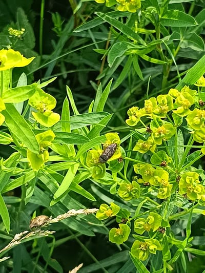The image depicts a close-up view of green foliage and small yellow flowers. A dark-colored insect with a segmented body is perched on one of the yellow flowers. Another insect, lighter in color and appearing somewhat camouflaged, is visible on a dry blade of grass in the lower left portion of the frame. The background is filled with the lush green leaves of the plants, suggesting an outdoor, natural setting. The lighting indicates it is daytime, with sunlight illuminating the subjects and casting some shadows. No specific urban features or landmarks of Druzhba, Russia, are discernible in this close-up natural scene.