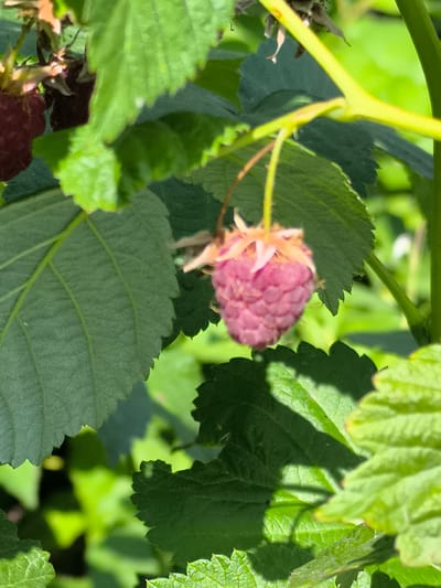 The image shows a close-up view of a single, partially ripe raspberry hanging from a stem, surrounded by green leaves. The raspberry is a light pinkish-purple color and has a segmented structure typical of raspberries. The leaves are large and textured, with serrated edges, and appear to be healthy. Some of the leaves are in focus, while others are slightly blurred, creating a shallow depth of field. The lighting suggests it is daytime, with sunlight illuminating parts of the scene and casting shadows on others. There are no people visible in the image, and no specific urban or environmental features that would indicate a location within Dobrogea Veche, Moldova, or any other specific geographical area. The image focuses solely on the plant and its fruit.