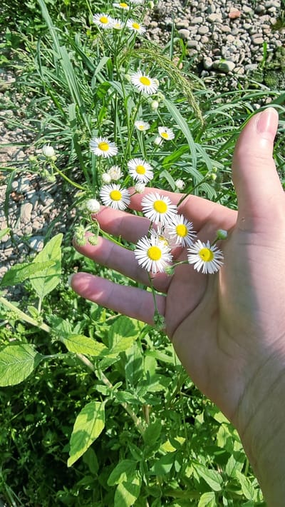 A human hand, with a light skin tone and visible fingernails, is positioned in the foreground, partially obscuring a cluster of small white and yellow wildflowers. The flowers are delicate, with thin white petals radiating from yellow centers, and are growing amidst green foliage and some small, grayish pebbles. The background is a blur of green leaves and more pebbles, suggesting an outdoor, possibly natural setting. The image appears to be taken in Llocalou, Spain.