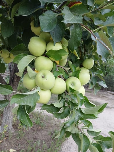 A cluster of unripe green apples hangs from a tree branch, partially obscured by lush green leaves. The apples vary in size and are a pale green hue. Some leaves show slight discoloration with hints of yellow and brown. In the background, the rough, textured bark of the tree trunk is visible, along with a blurred expanse of dry ground and sparse vegetation. A dirt path or road can be seen in the distance, bordered by a faint fence line. The scene is set outdoors in an area that appears to be a garden or orchard, likely in Коктал, Kazakhstan.