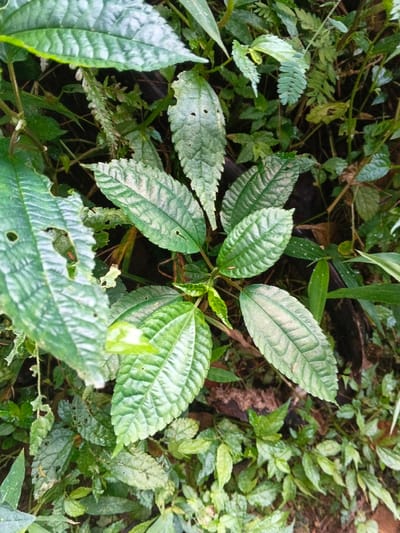 This close-up shot captures a vibrant display of green foliage in a natural setting, likely in Chilanga, Zambia. The central subject is a robust plant characterized by its distinctly textured leaves. These leaves are ovate to lanceolate in shape, with prominently impressed veins that give them a puckered, bullate appearance. Their edges are clearly serrated, and the color varies from a deep green to a lighter, somewhat silvery-green, possibly due to light reflection or natural variegation. Some leaves show minor signs of insect damage, with small holes indicating interaction with the local ecosystem.
Surrounding the central plant is a dense array of other green plants and undergrowth, suggesting a lush, perhaps wild or semi-wild, environment. The overall impression is one of thriving vegetation. The lighting appears natural and diffused, indicative of daytime, possibly under an overcast sky or in a shaded area, which enhances the rich green hues without harsh shadows. There are no human subjects, man-made objects, or discernible activities taking place, and no visible text. The image provides a detailed view of the plant life, highlighting the intricate patterns and textures found in the natural flora of the region.