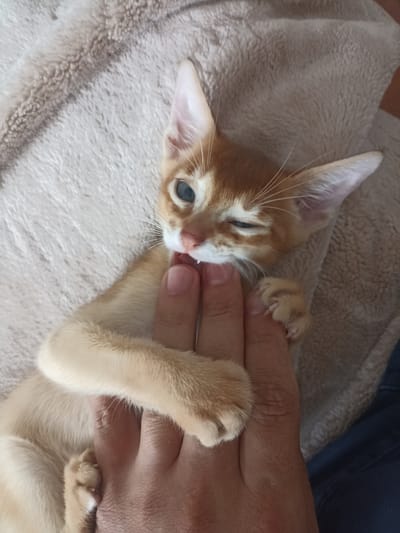 A ginger kitten with light blue eyes lies on a light-colored fuzzy blanket. The kitten is winking one eye and its mouth is slightly open, revealing tiny teeth and tongue. A human hand is visible in the foreground, with the kitten's paws resting on it. The background is a soft, fuzzy blanket, and a dark blue fabric is visible on the right side. There is no discernible information to place this image in Dagestanskiye Ogni, Russia.